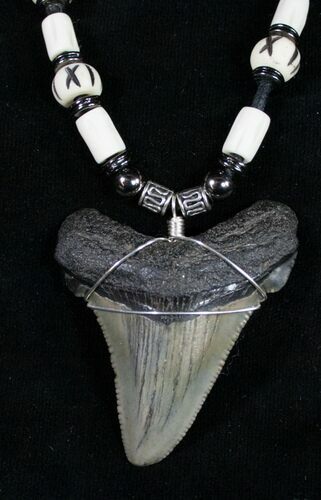 Fossil Shark Tooth Necklace #8904
